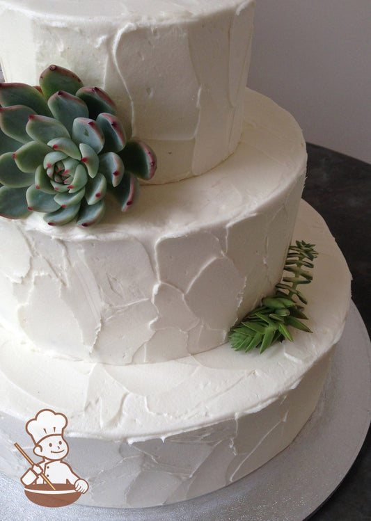 3-tier cake with white icing and decorated with random texture and succulent plants.